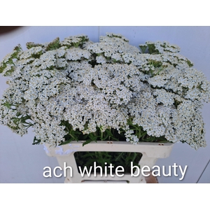 Achilea M White Beauty