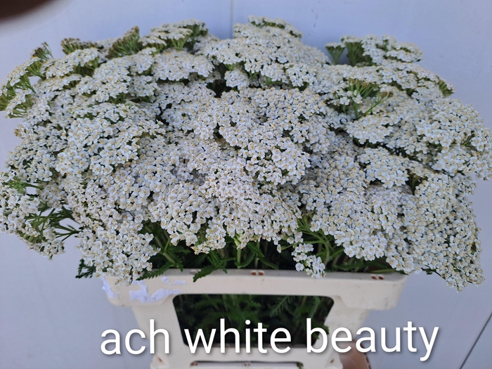 <h4>Achilea M White Beauty</h4>