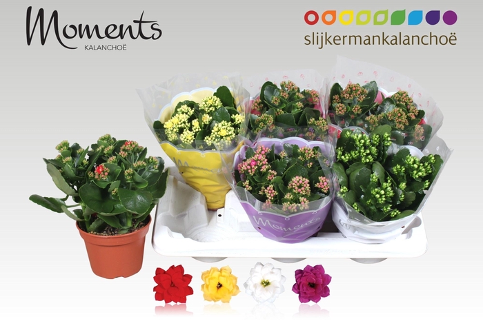 <h4>KAL GE GEM 4 KL</h4>