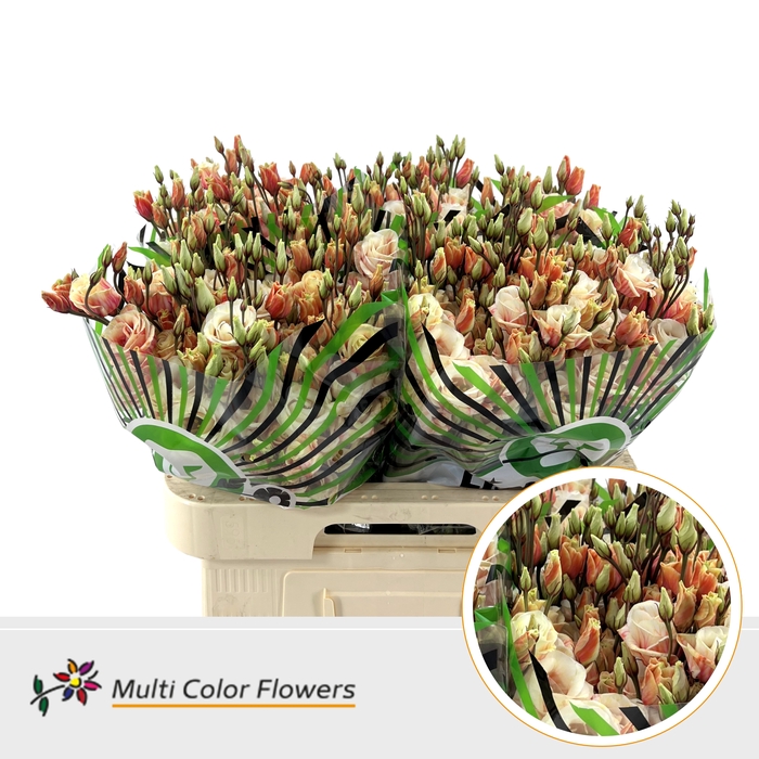 <h4>Eus G Sunset</h4>