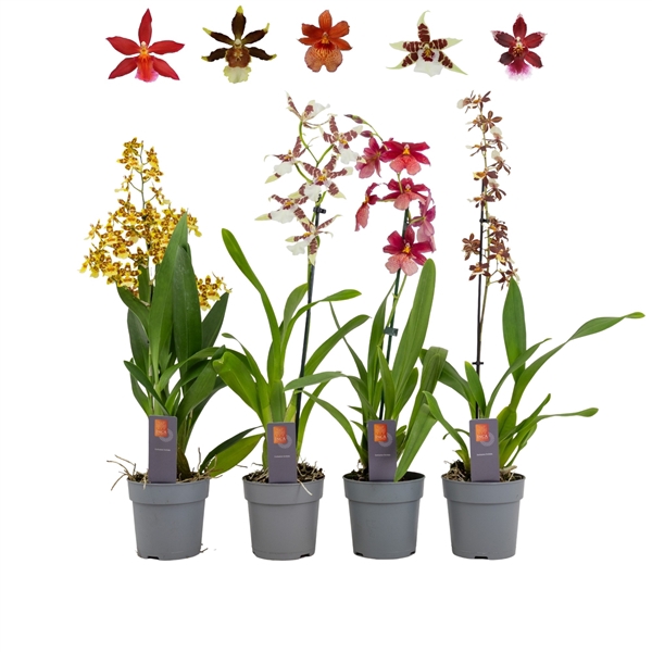 <h4>Inca Cambria mix 1 spike</h4>