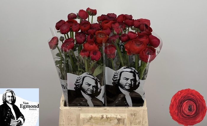 <h4>RAN SU TANGO</h4>