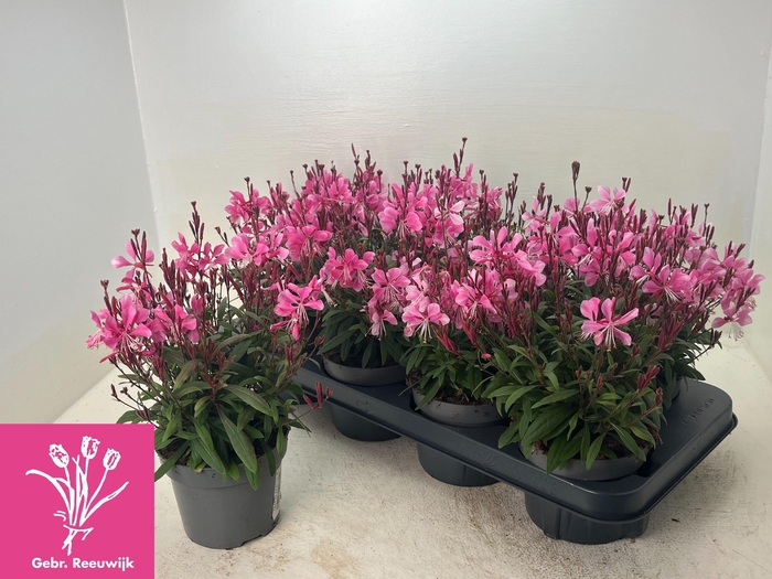 <h4>GAUR LI GAUDI ROSE</h4>