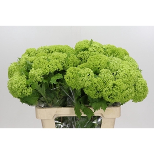 Viburnum Opulus Roseum