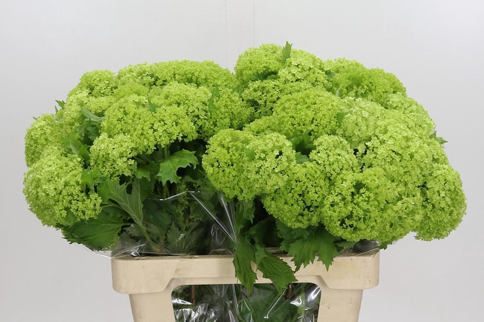 <h4>Viburnum Opulus Roseum</h4>