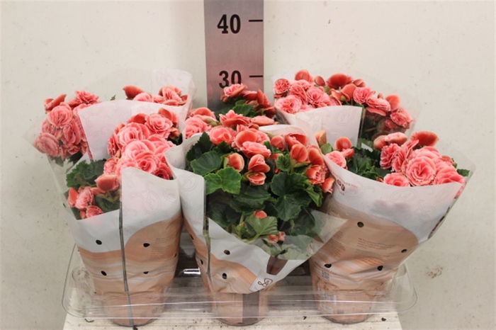 <h4>Begonia Elatior Grp dubbelbloemig Borias</h4>