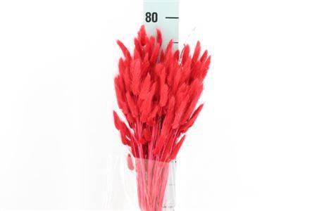 Dried Lagurus Bleached Rood