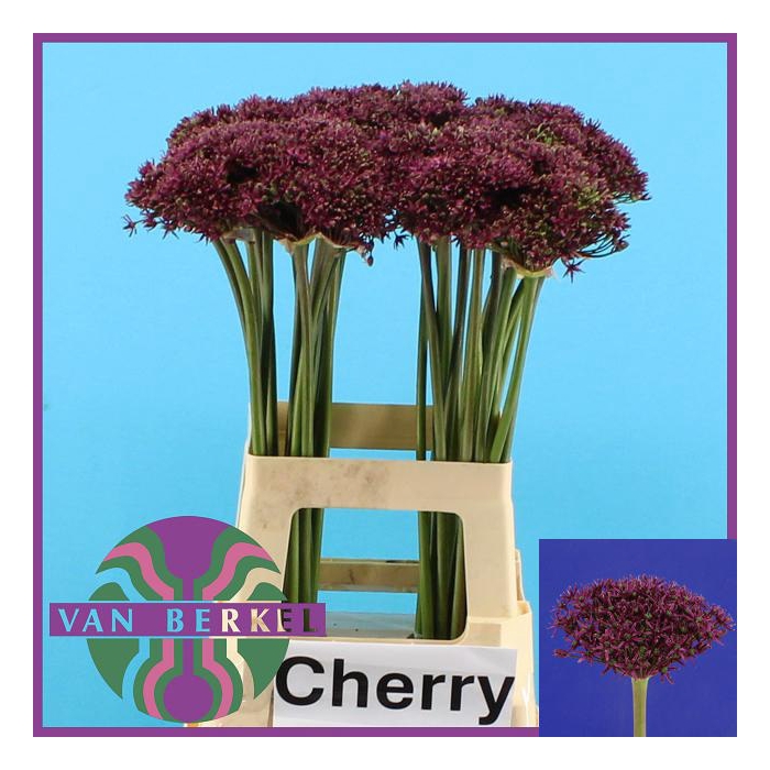 <h4>ALLIUM CHERRY</h4>