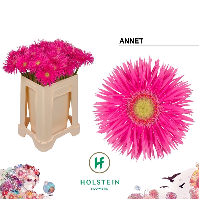 <h4>Gerbera Spider Annet Water</h4>