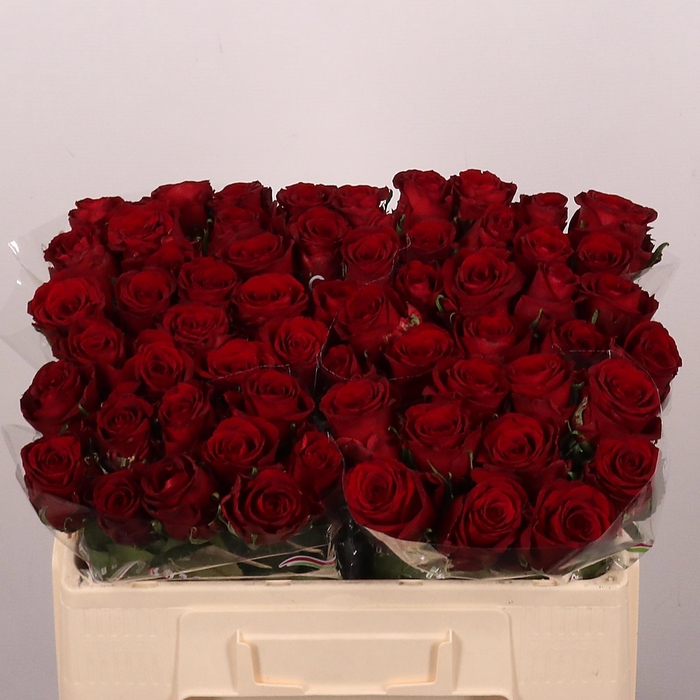 <h4>R GR RED BENTLEY</h4>