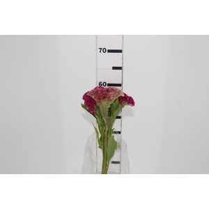 CELOSIA ARG CRISTATA NEO ROSE 060 CM