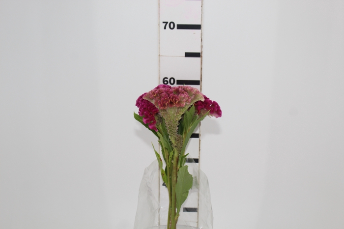 <h4>CELOSIA ARG CRISTATA NEO ROSE 060 CM</h4>
