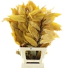 Pres Chestnut Leaf Yellow