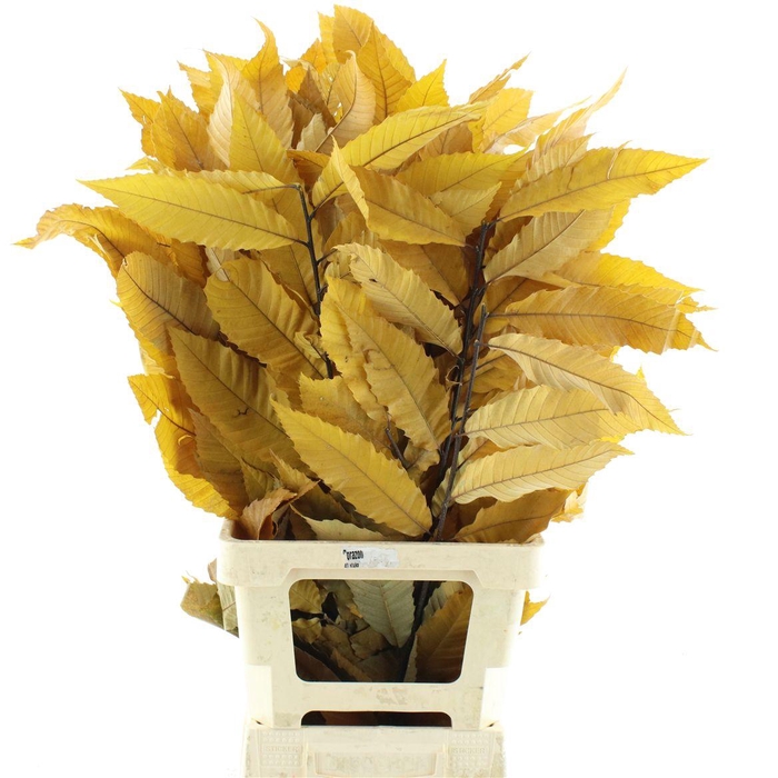 <h4>Pres Chestnut Leaf Yellow</h4>