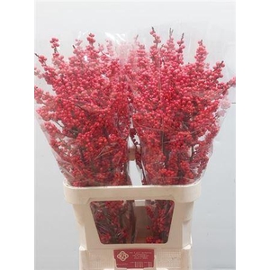 Ilex Ve Rode Bes 100cm