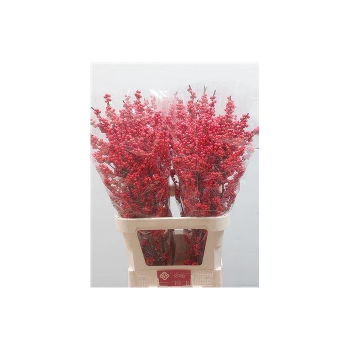 <h4>Ilex Ve Rode Bes</h4>