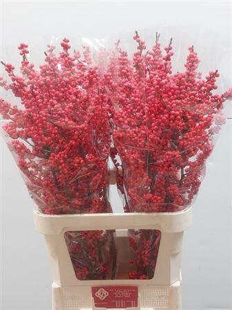 <h4>Ilex Ve Rode Bes 100cm</h4>