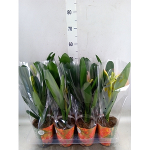 Clivia miniata