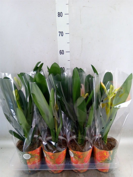 <h4>Clivia miniata</h4>