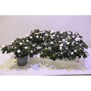 Rhodo Si Witte Vogel