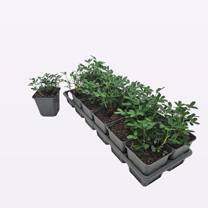 Potentilla Tridentata 'Nuuk'