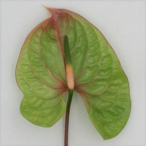Anthurium Elixer
