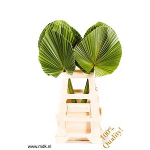 Livistona rotundifolia