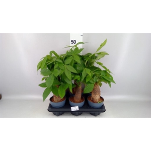 Pachira aquatica