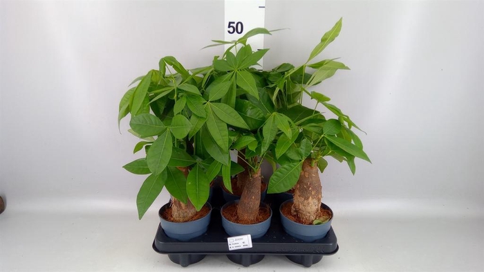 <h4>Pachira aquatica</h4>