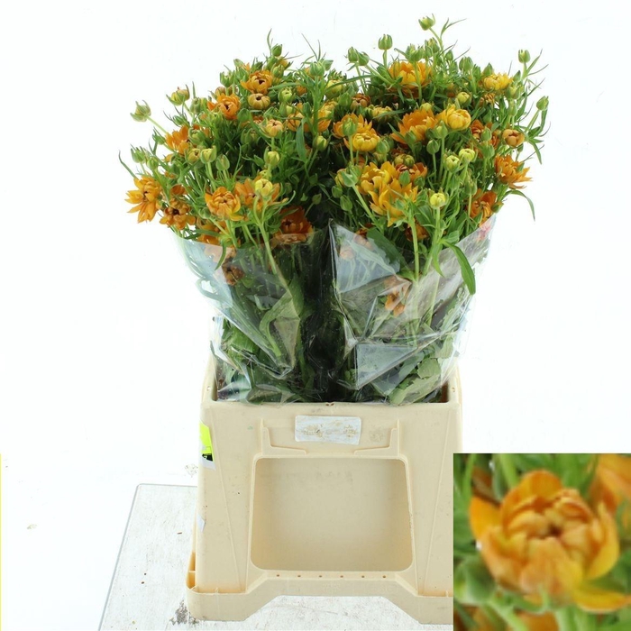 <h4>RANUNCULUS OV</h4>