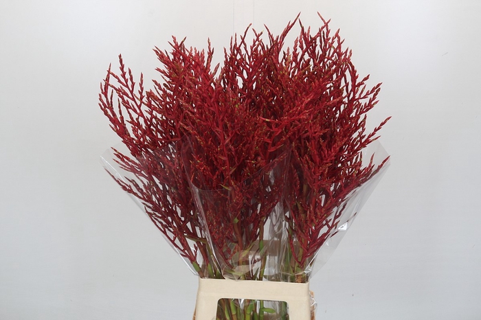 <h4>Bromelia Red Paloma</h4>