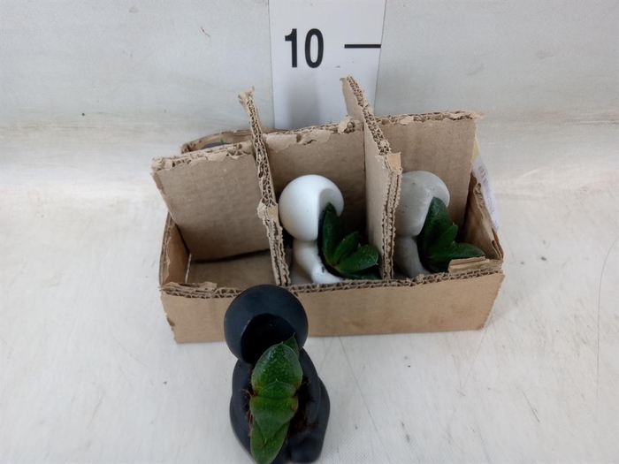 <h4>Arr. Succulents L%</h4>