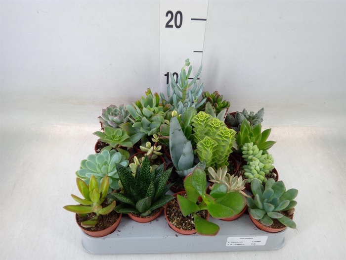 <h4>Succulents   ...</h4>