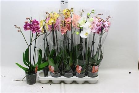 Phal Gem 7 Kl