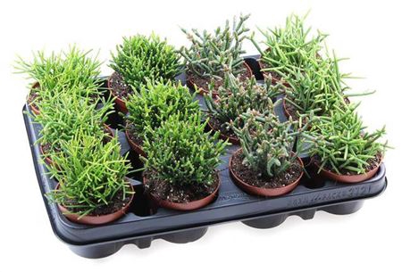 <h4>Rhipsalis Gemengd</h4>