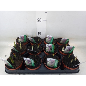 Fritillaria meleagris