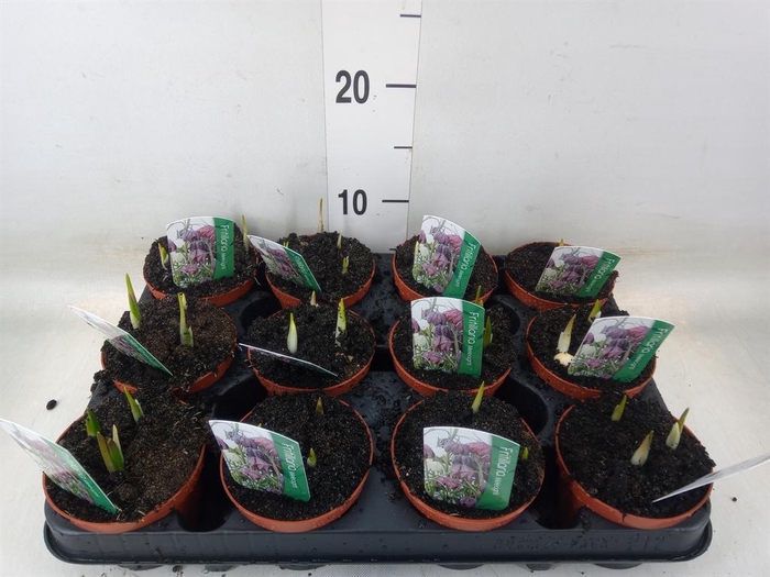 <h4>Fritillaria meleagris</h4>