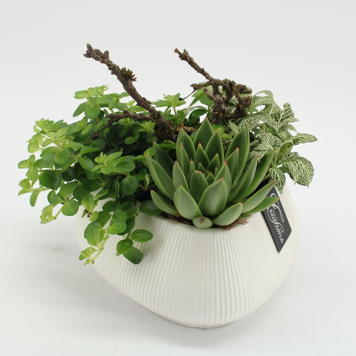 <h4>Opm GRCR-2518 Green Essentials</h4>