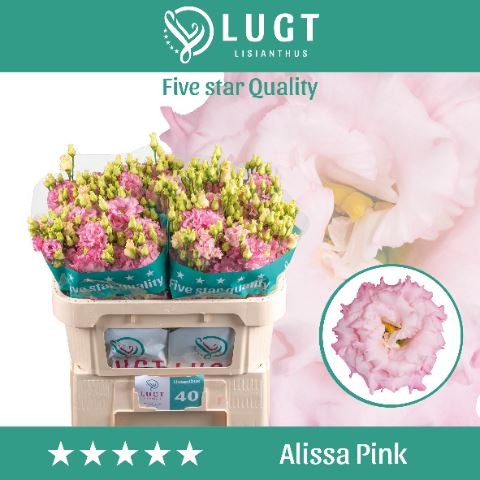 <h4>Eust. russ. DU 'Alissa Pink' Lugt</h4>