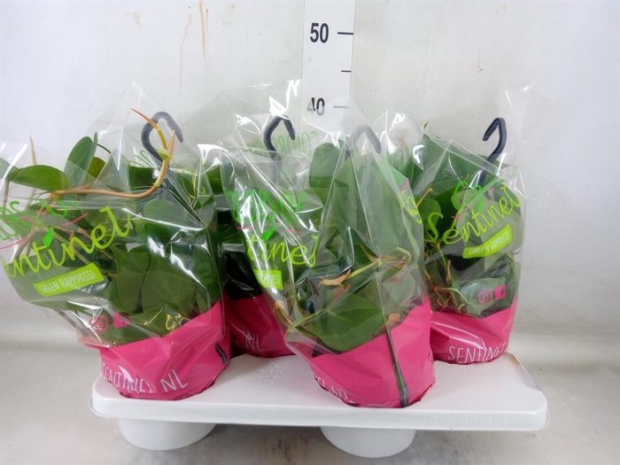 <h4>Philodendron scand.</h4>