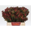 Leucadendron Blush Spray