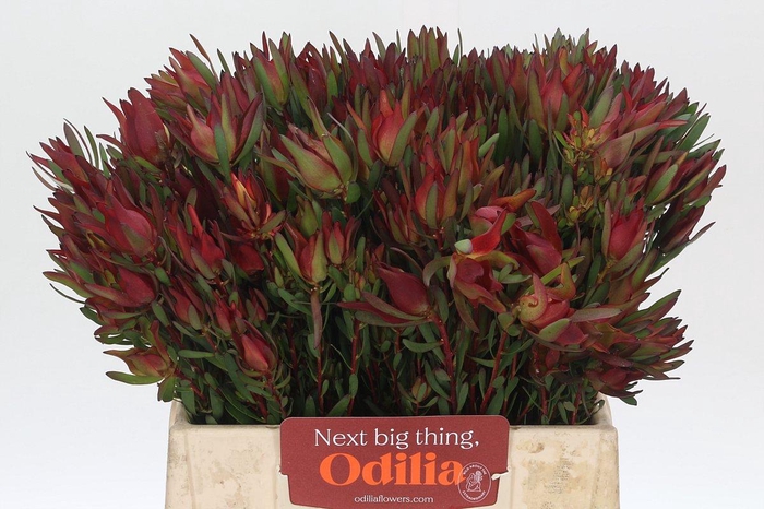 Leucadendron Blush Spray