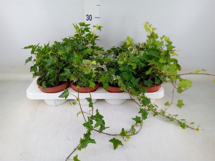 <h4>Hedera   ...mix</h4>