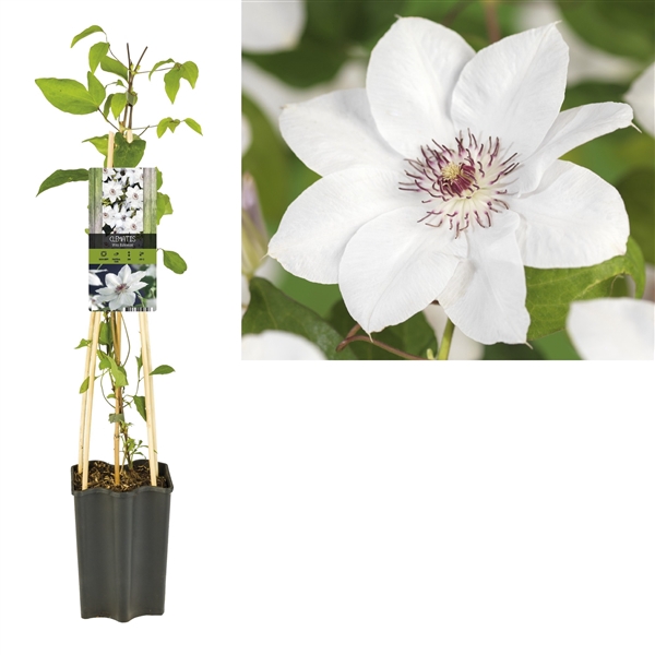 <h4>Clematis 'Miss Bateman' +light label</h4>