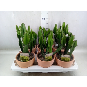 Euphorbia   ...