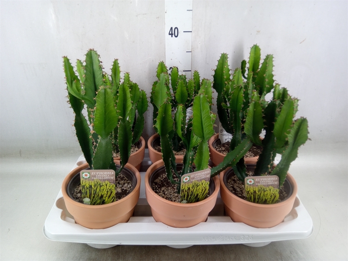 <h4>Euphorbia   ...</h4>
