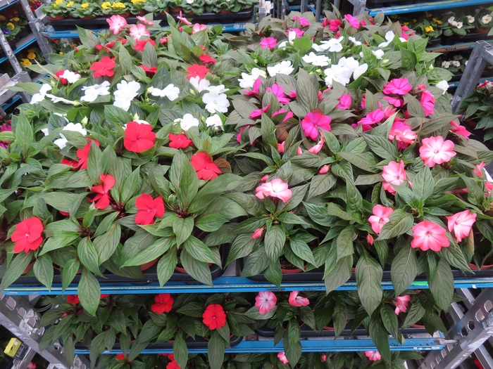 <h4>IMPAT NG MIXK 4 KL</h4>