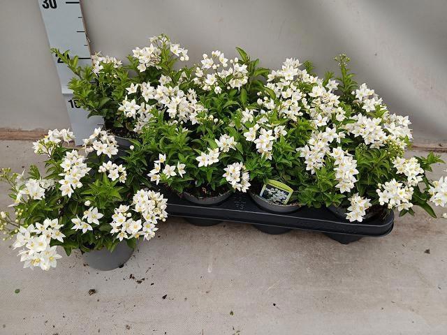 <h4>SOLANUM JASMINOIDES</h4>