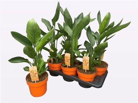 <h4>Strelitzia Reginae</h4>
