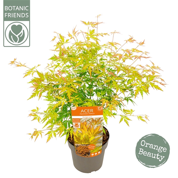 <h4>Acer palm. 'Orange Lace' ®</h4>